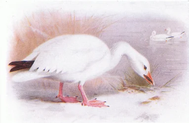 Snow Goose